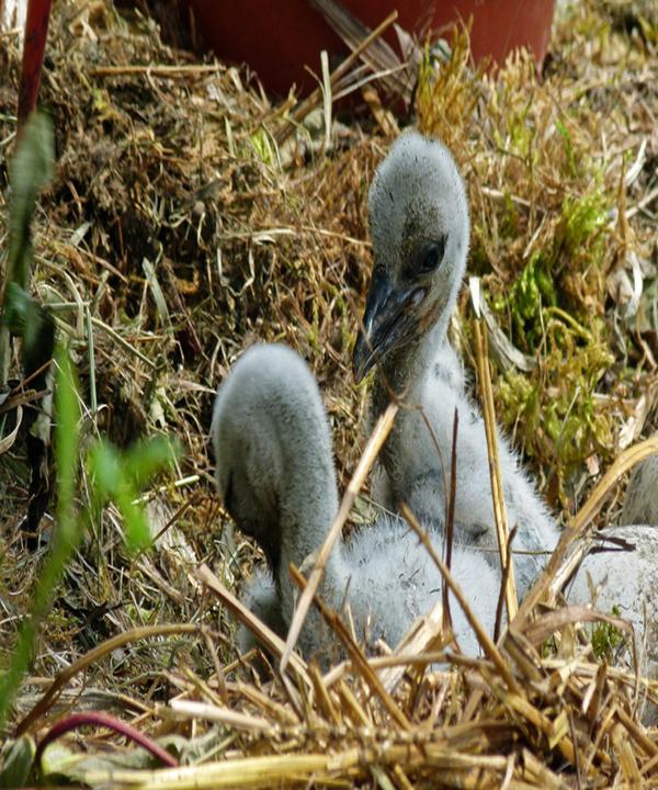 Gaststaette Zum Vogelpark